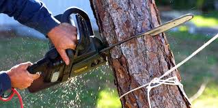 Best Arborist Consultation Services  in Lebanon, OH