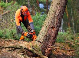 Best Seasonal Cleanup (Spring/Fall)  in Lebanon, OH