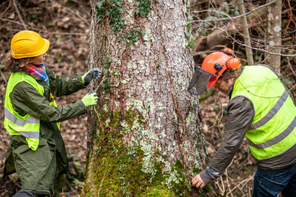 Best Emergency Tree Removal  in Lebanon, OH