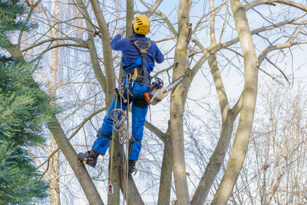 Best Residential Tree Removal  in Lebanon, OH