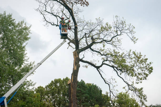 How Our Tree Care Process Works  in  Lebanon, OH