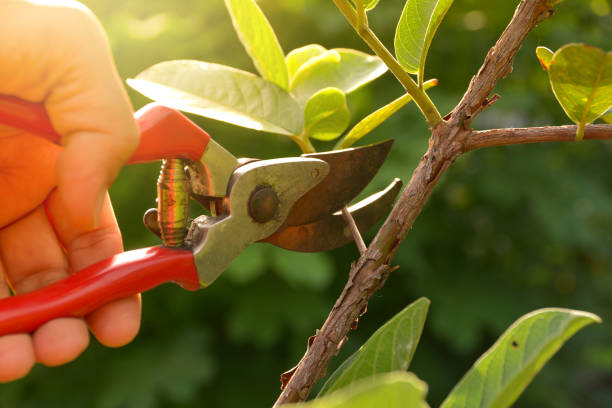 Best Lawn Watering Services  in Lebanon, OH